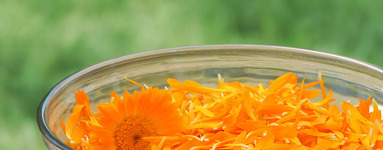 Невен (Calendula officinalis)